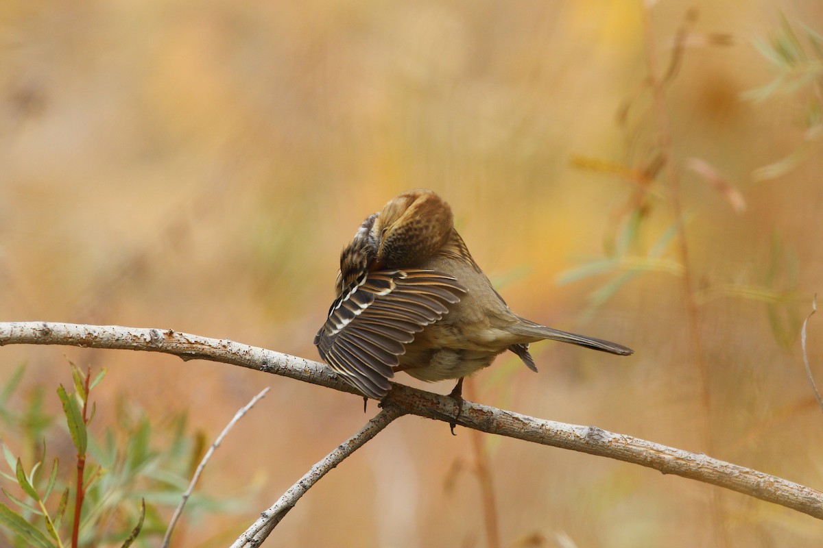 Harris's Sparrow - ML643580104