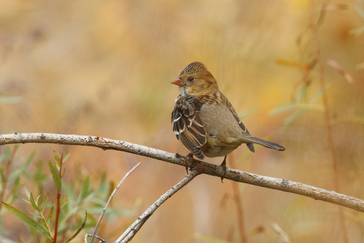 Harris's Sparrow - ML643580105