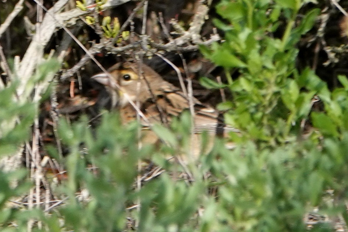 Dickcissel - ML643580106