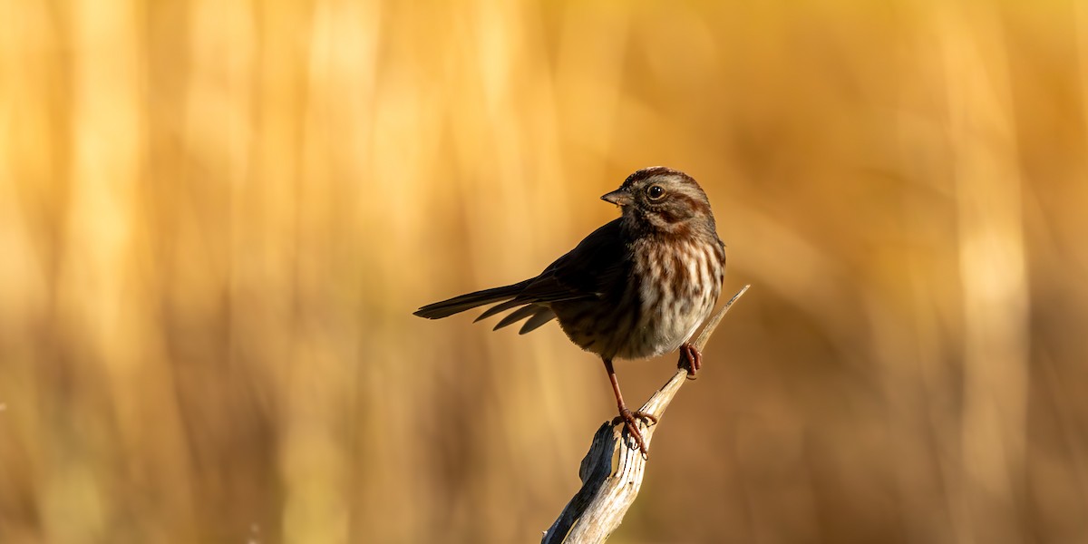 Song Sparrow - ML643580107