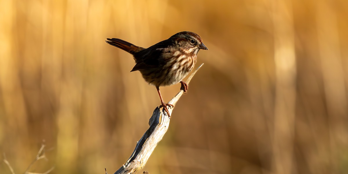Song Sparrow - ML643580108