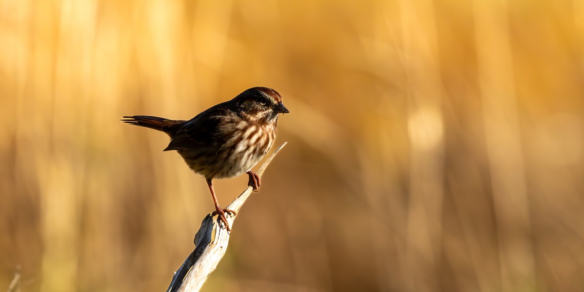 Song Sparrow - ML643580109
