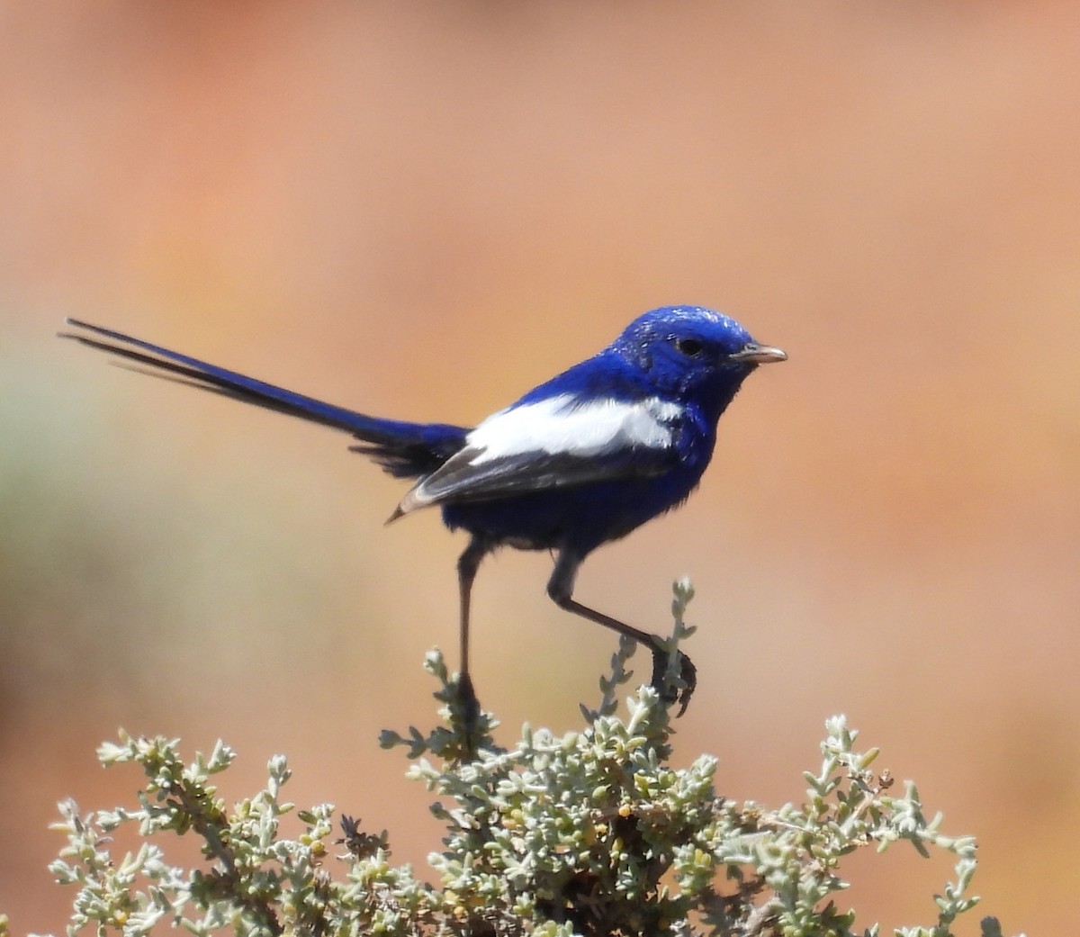 White-winged Fairywren - ML643580111