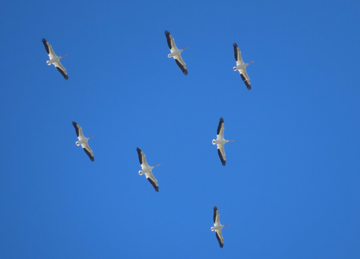 American White Pelican - ML643580112