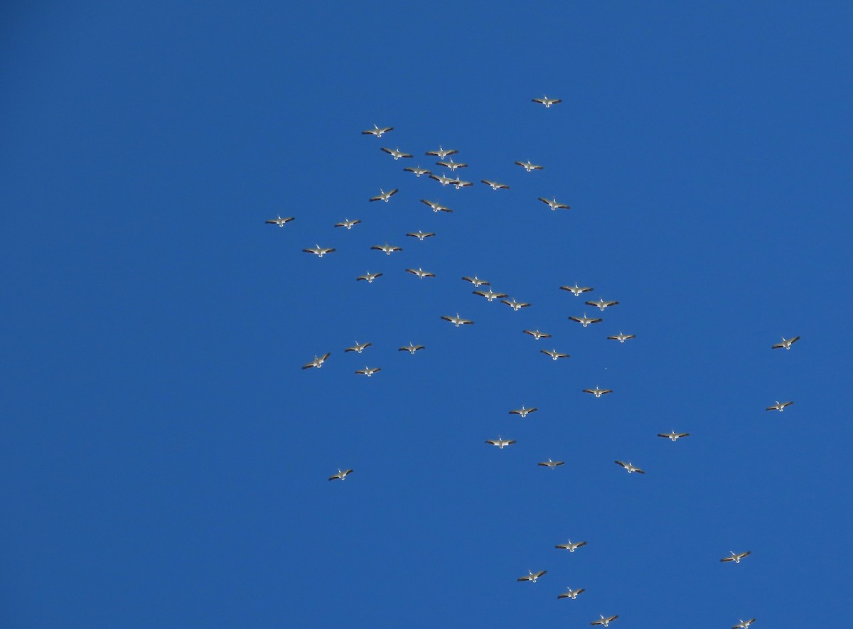 American White Pelican - ML643580114