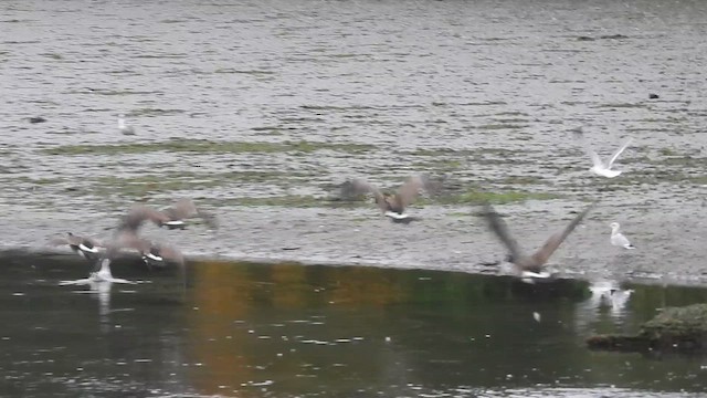 雑種 ノバリケン ｘ マガモ - ML643580126