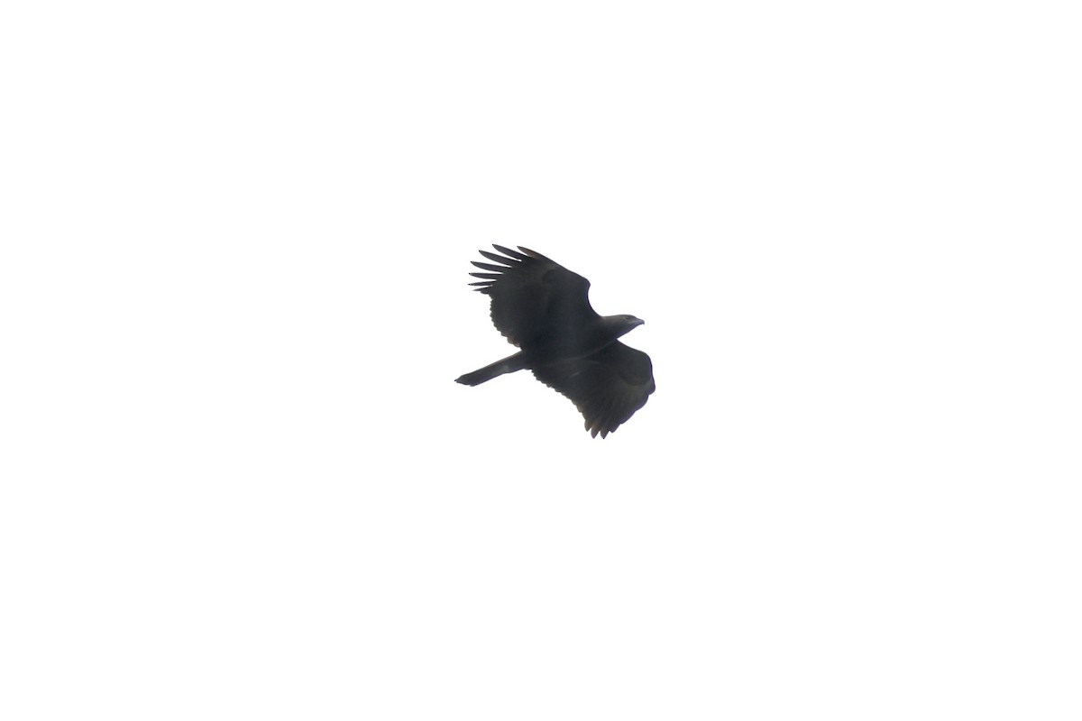 Changeable Hawk-Eagle (Changeable) - ML643580143