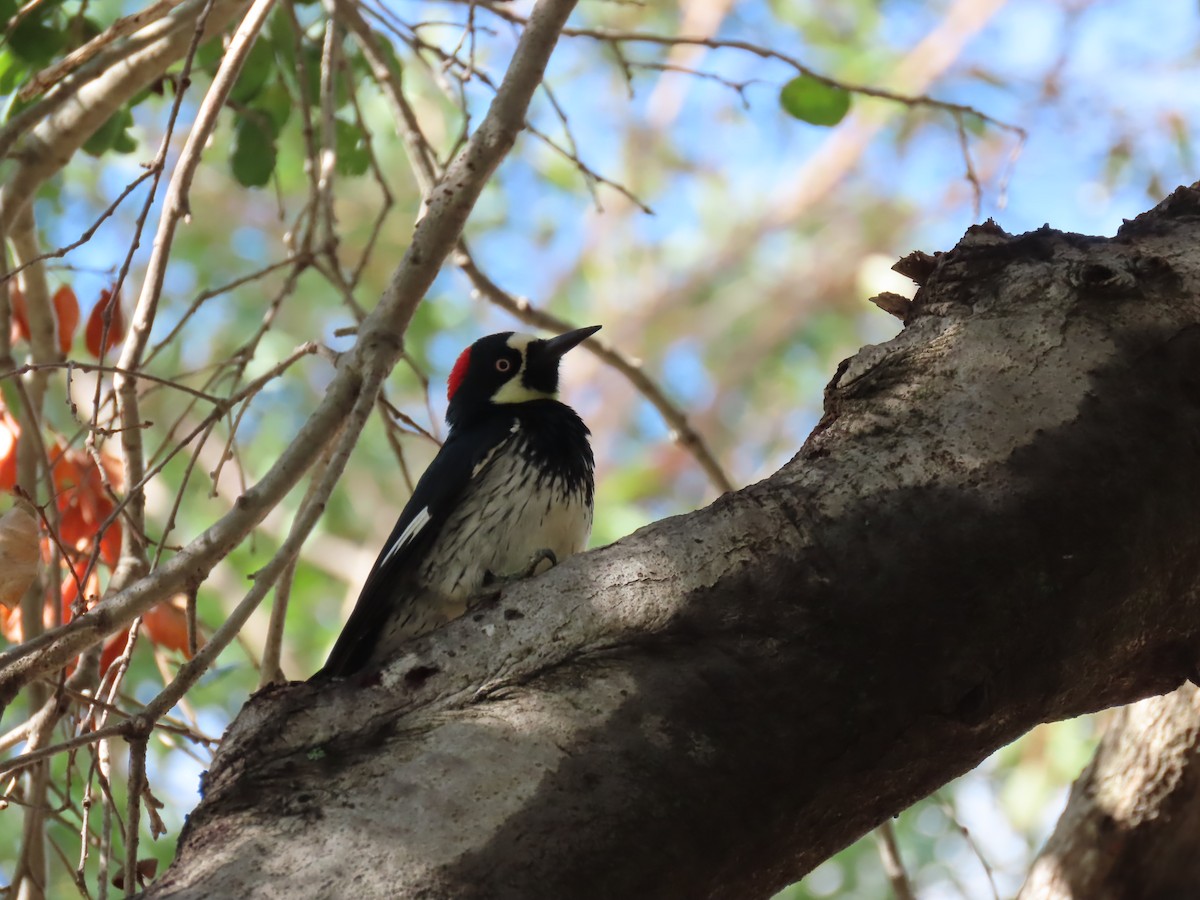 Acorn Woodpecker - ML643580144