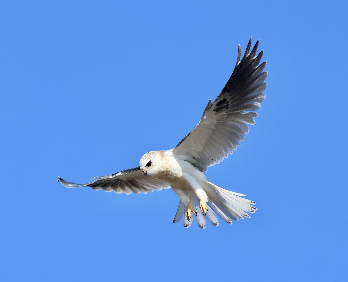 White-tailed Kite - ML643580153