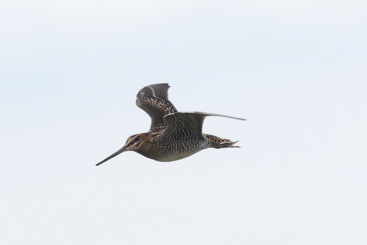 Wilson's Snipe - ML643580157