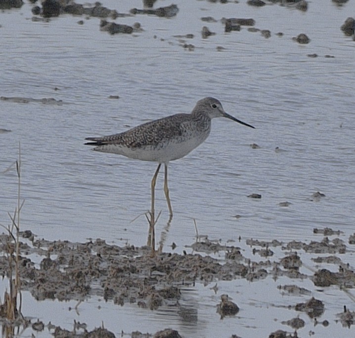 plystresnipe - ML643580158