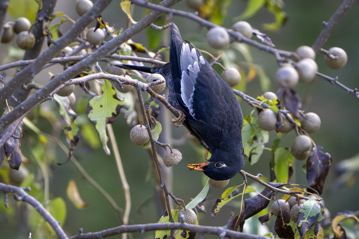 Gray-winged Blackbird - ML643580162