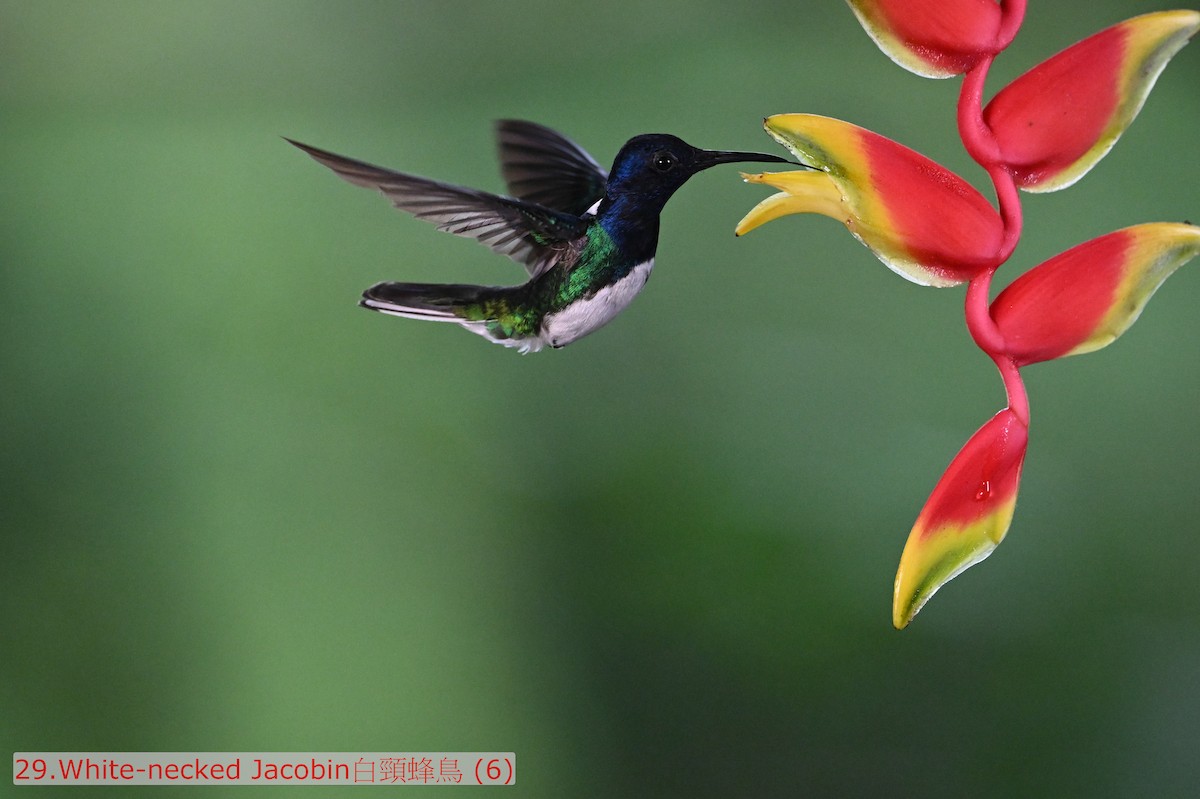 Colibri jacobin - ML643580168