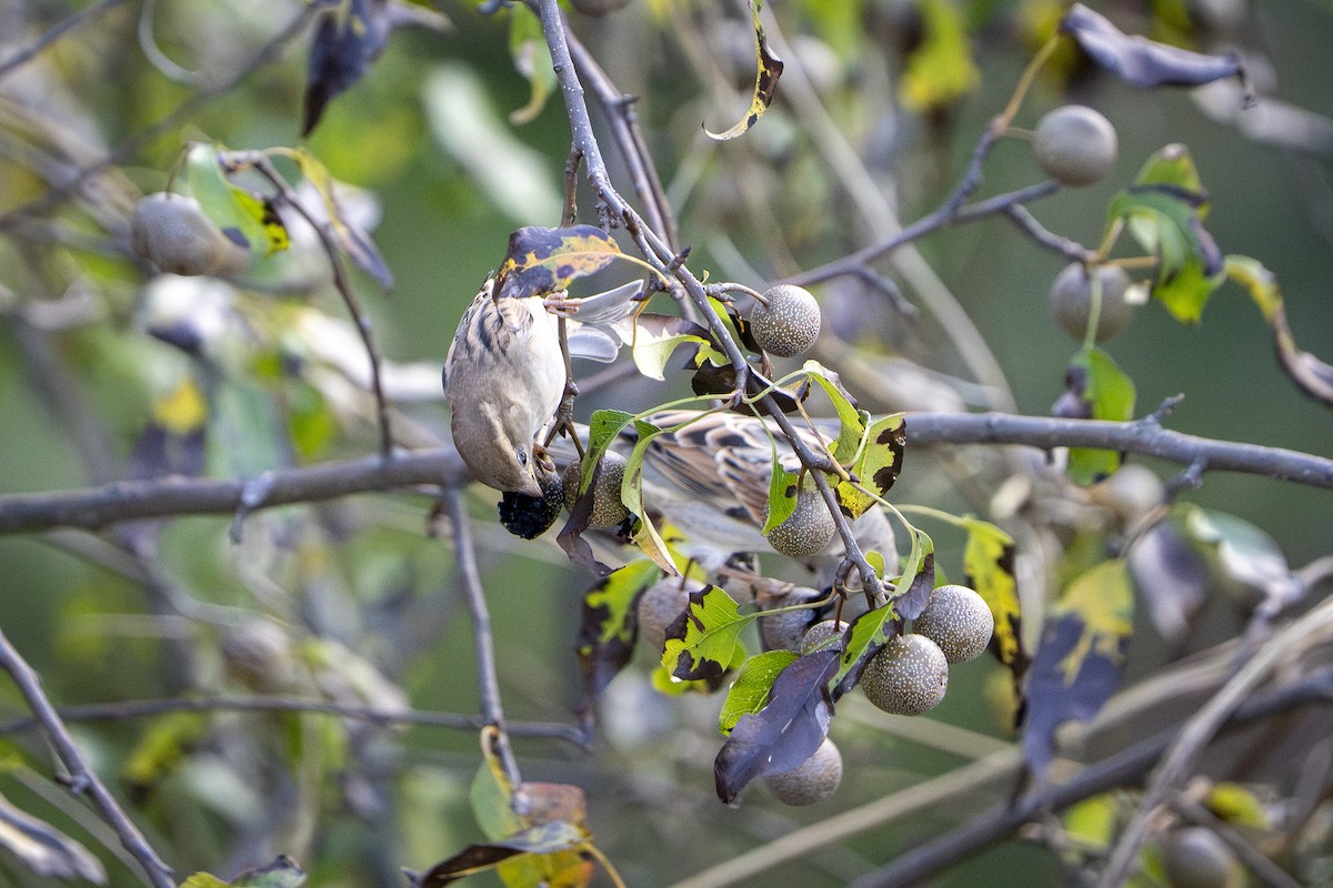 House Sparrow - ML643580170