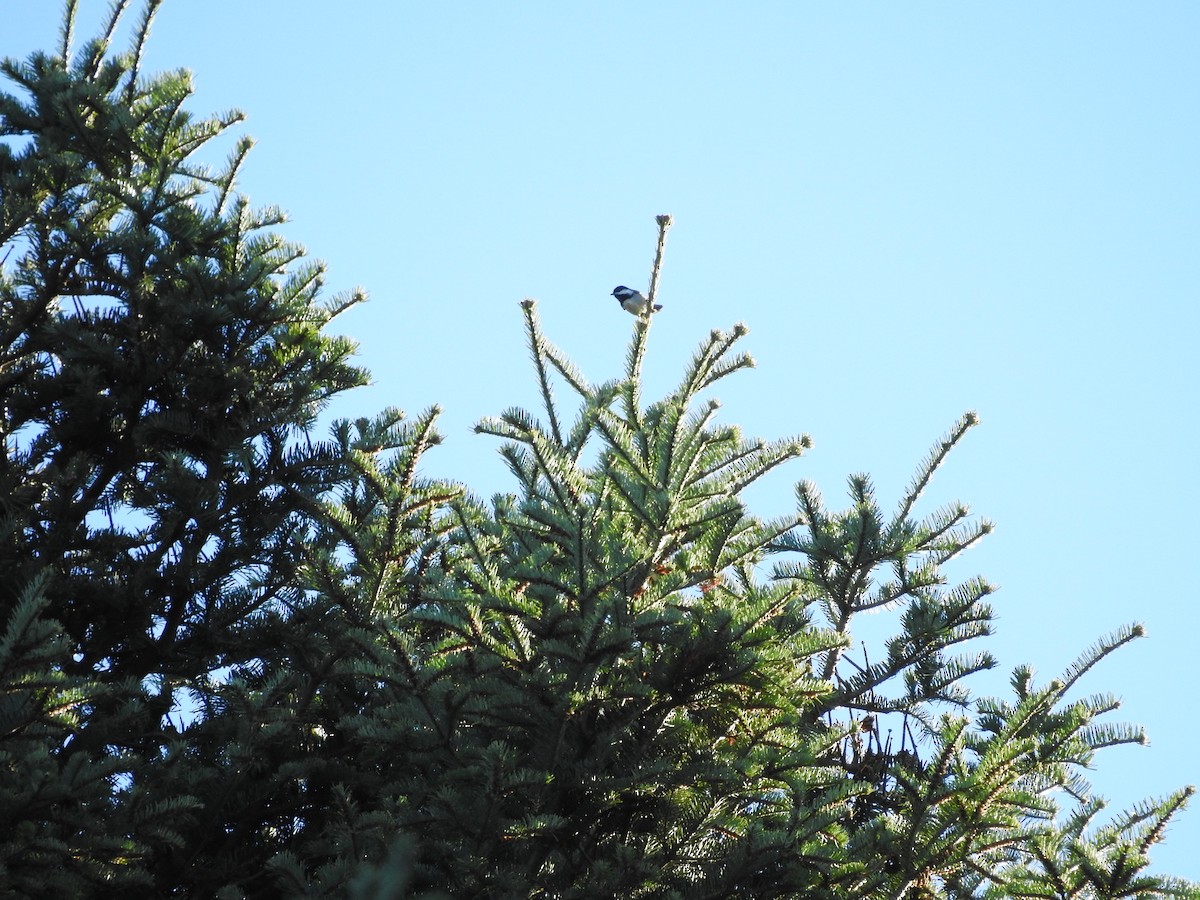 Black-capped Chickadee - ML643580171