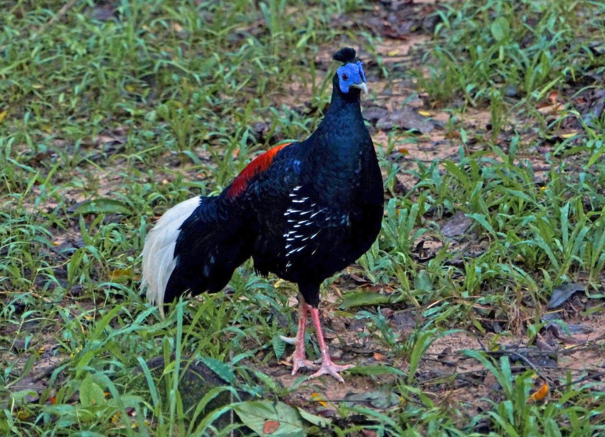 Malayan Crested Fireback - ML643580177