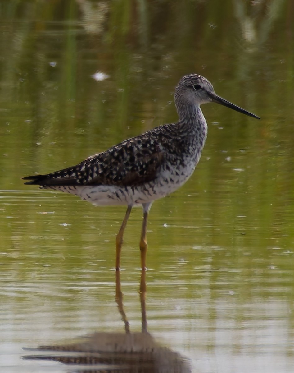 plystresnipe - ML643580183