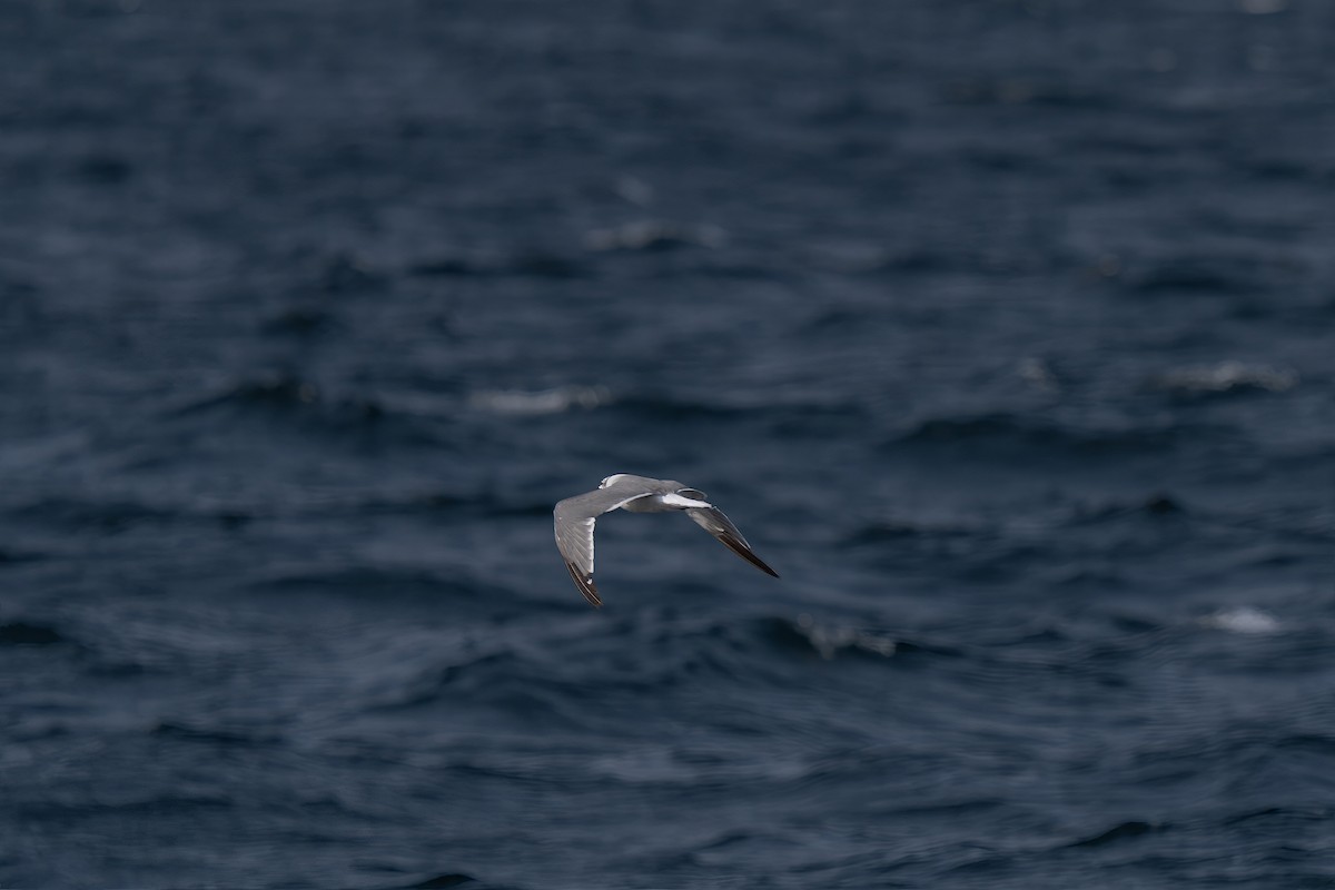 Mouette atricille - ML643580193