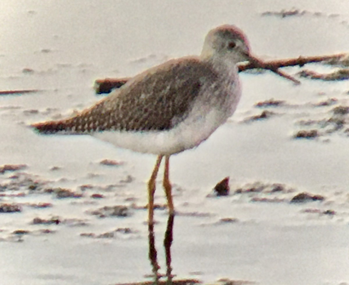 plystresnipe - ML643580221