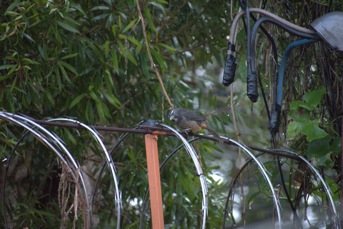 Cinnamon-bellied Saltator - ML643580222