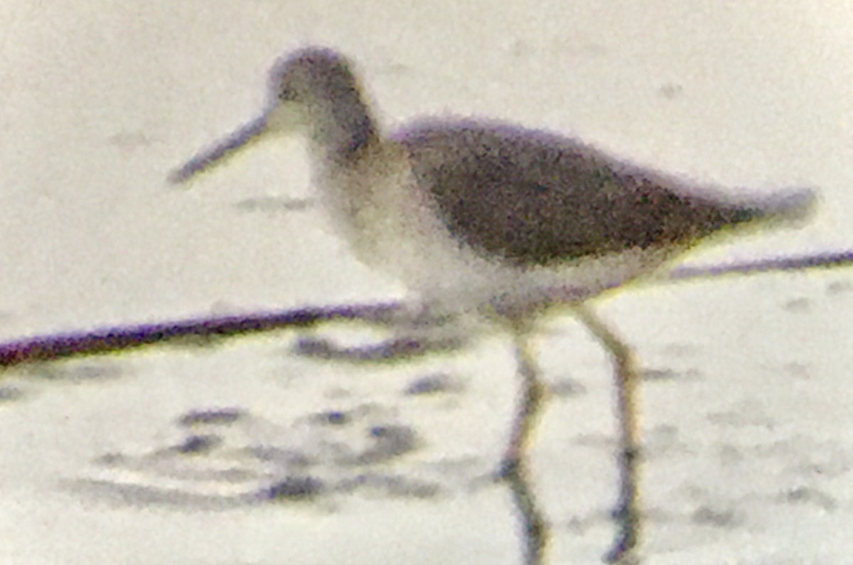 plystresnipe - ML643580224