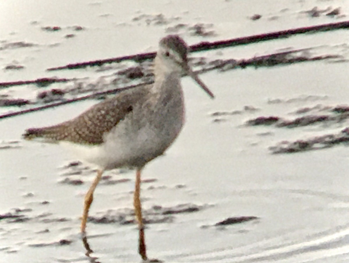 plystresnipe - ML643580228