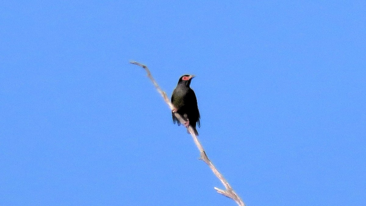 Australasian Figbird - ML643580234