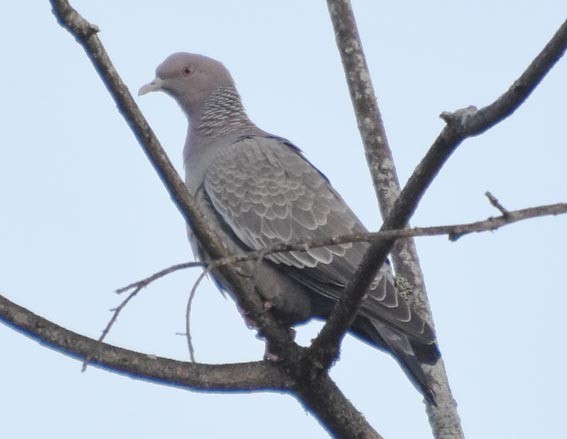 picazurodue - ML643580251