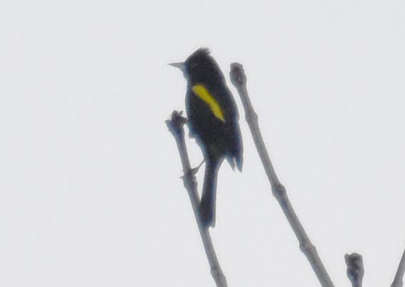 Golden-winged Cacique - ML643580273