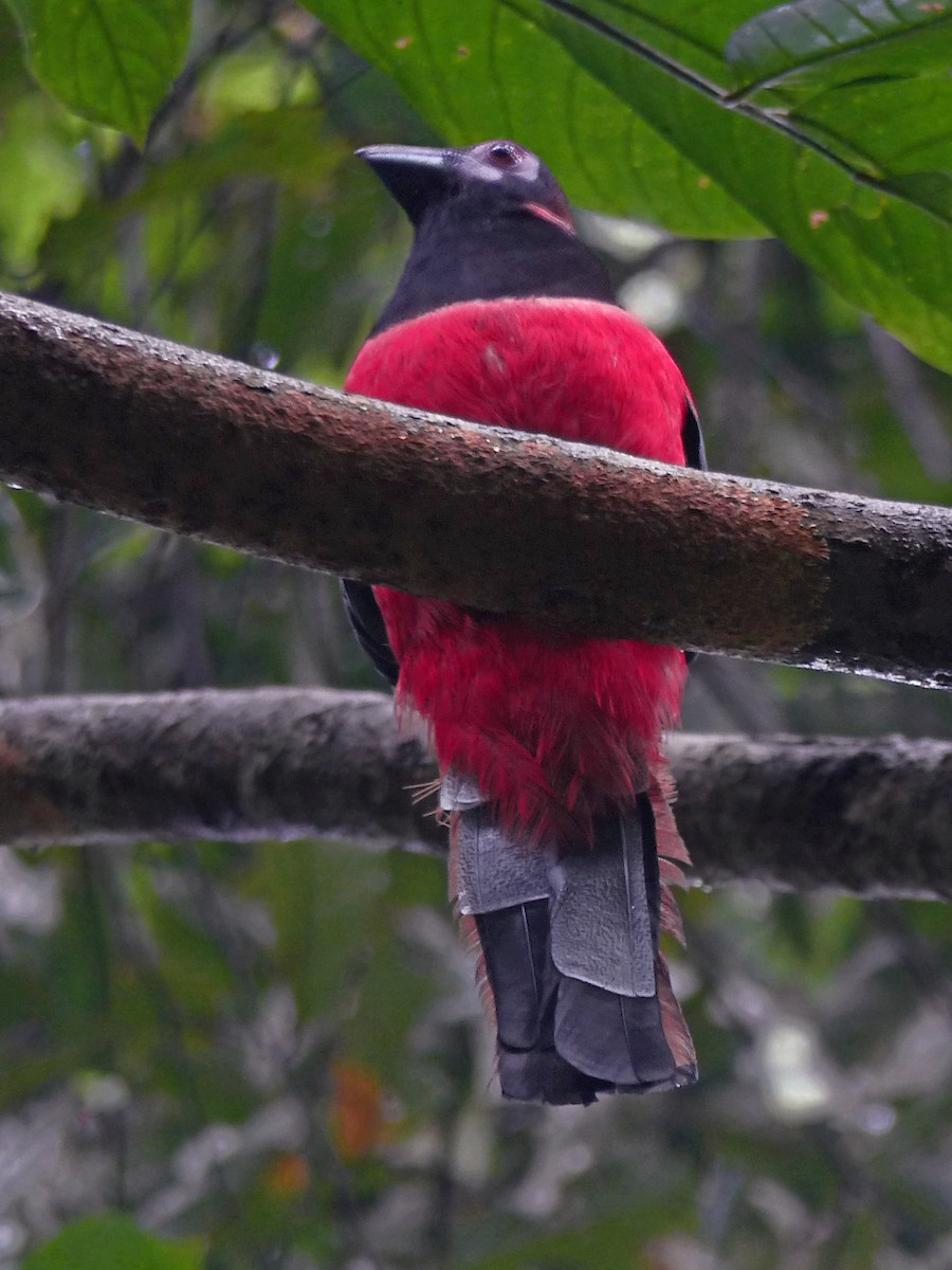 Diard's Trogon - ML643580278