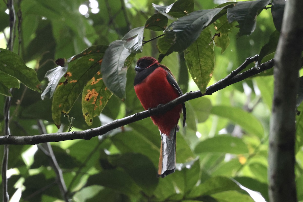 Diard's Trogon - ML643580281