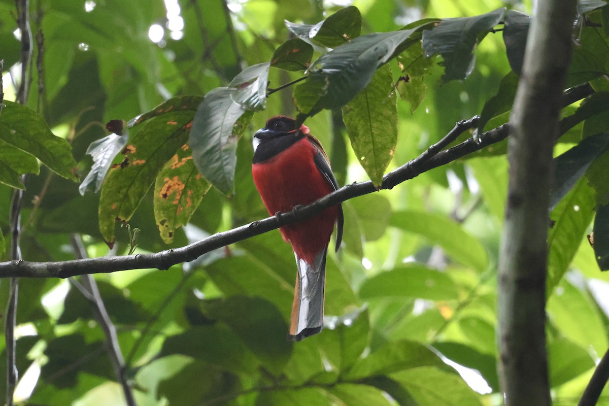 Diard's Trogon - ML643580282