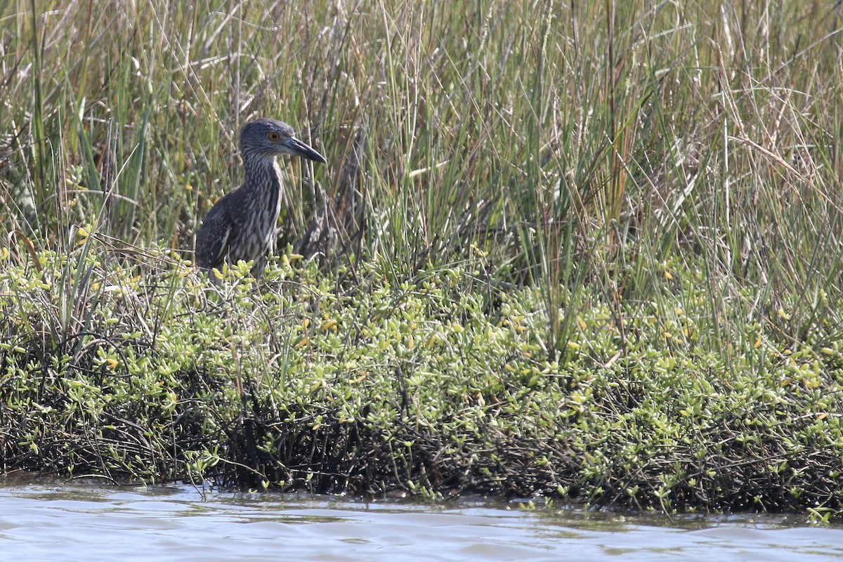 Yellow-crowned Night Heron - ML643580290