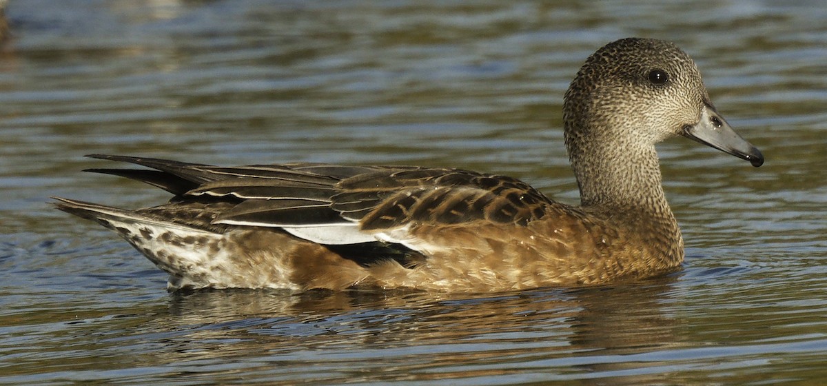 Canard d'Amérique - ML643580293