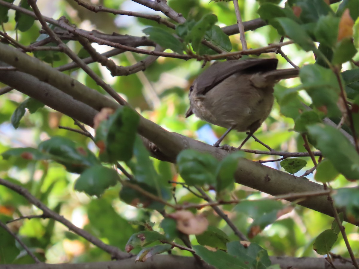 Oak Titmouse - ML643580299