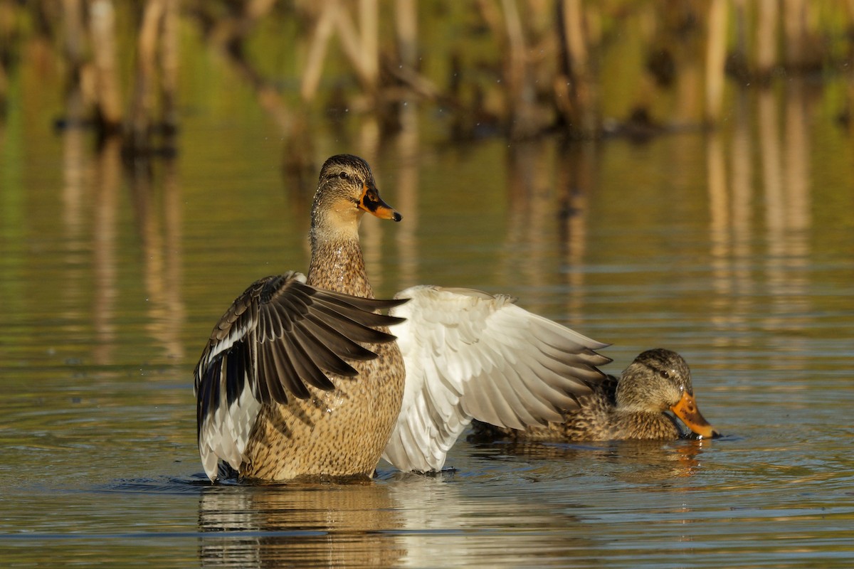 Mallard - ML643580305