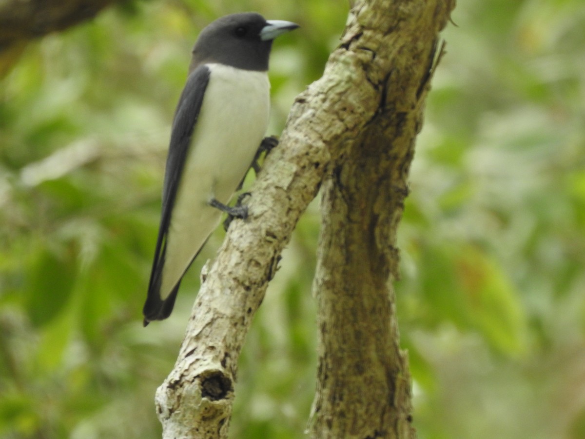 White-breasted Woodswallow - ML643580306