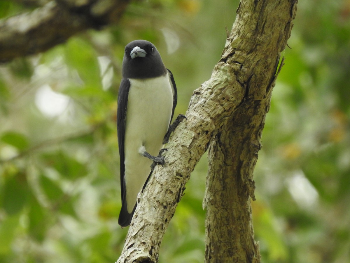 White-breasted Woodswallow - ML643580307