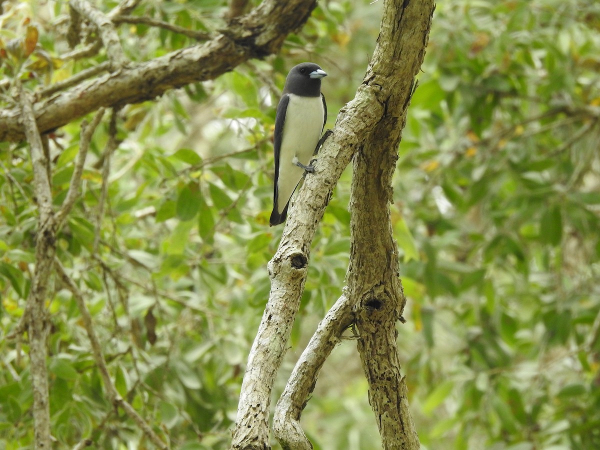 White-breasted Woodswallow - ML643580308