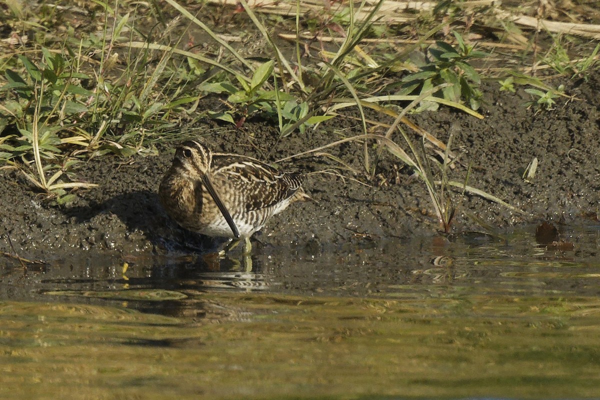 Wilson's Snipe - ML643580322