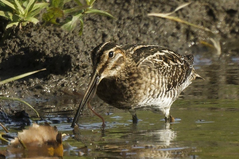 Wilson's Snipe - ML643580326
