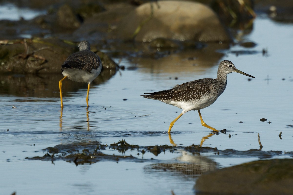 plystresnipe - ML643580340