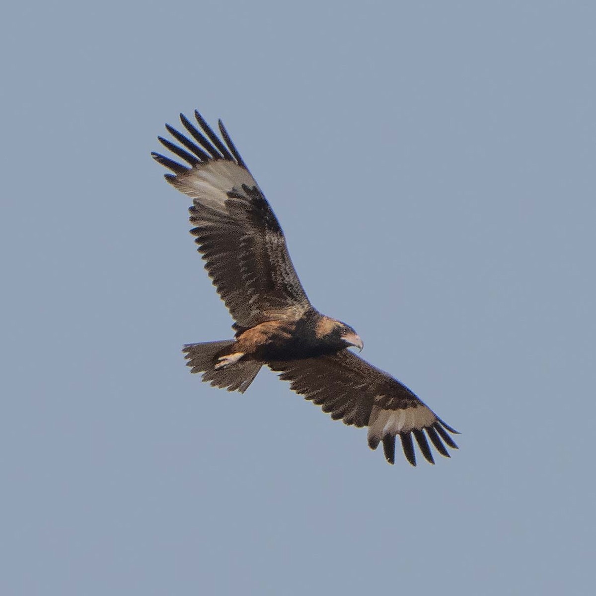 Black-breasted Kite - ML643580347