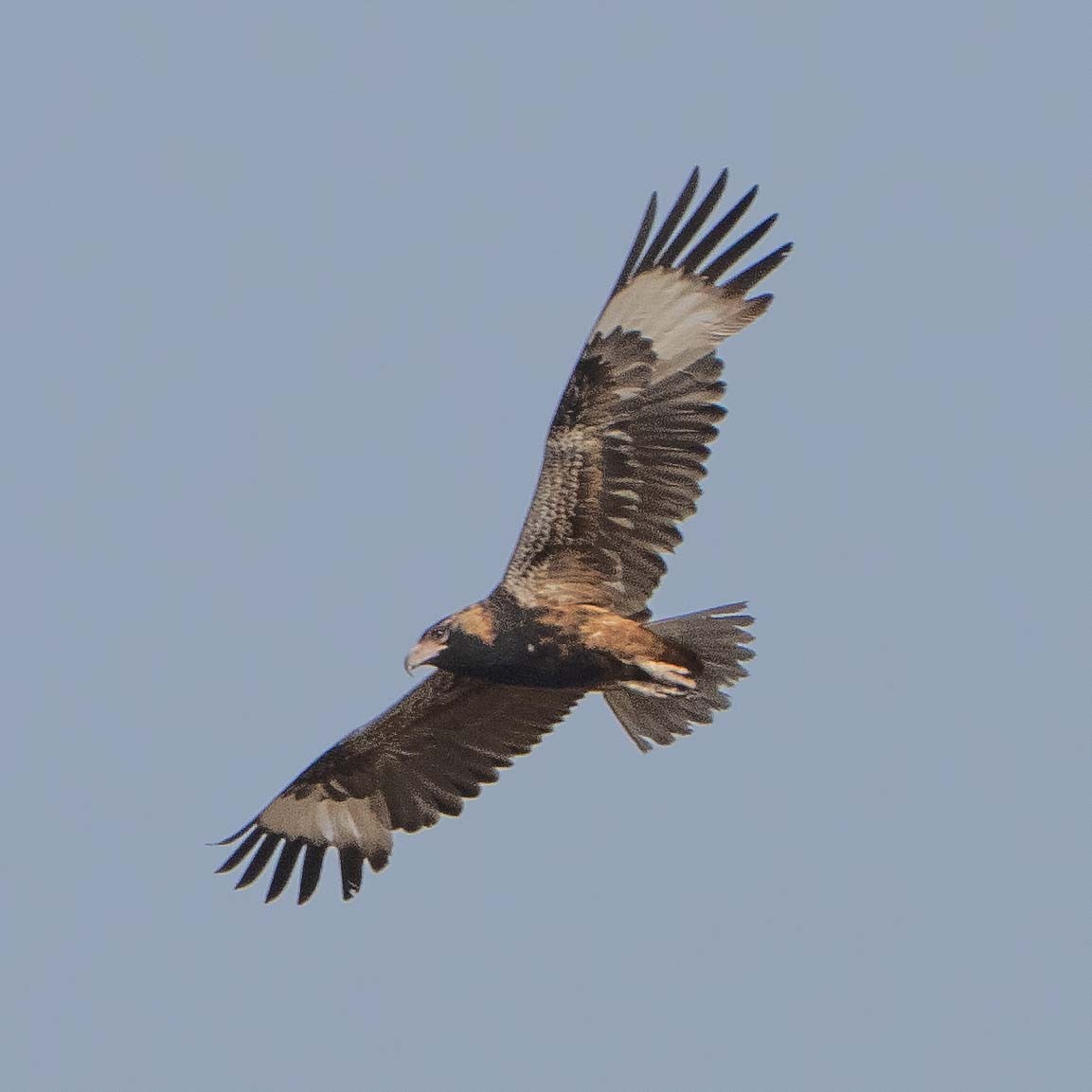 Black-breasted Kite - ML643580348