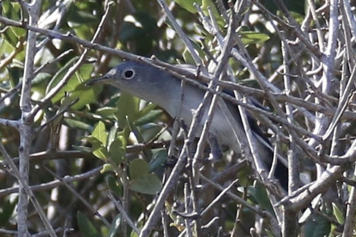 Blue-gray Gnatcatcher - ML643580355