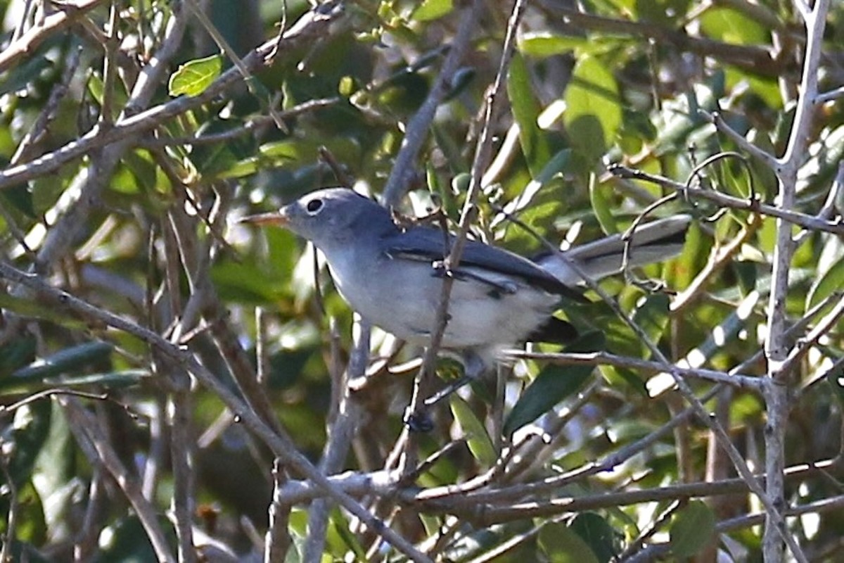 Blue-gray Gnatcatcher - ML643580356