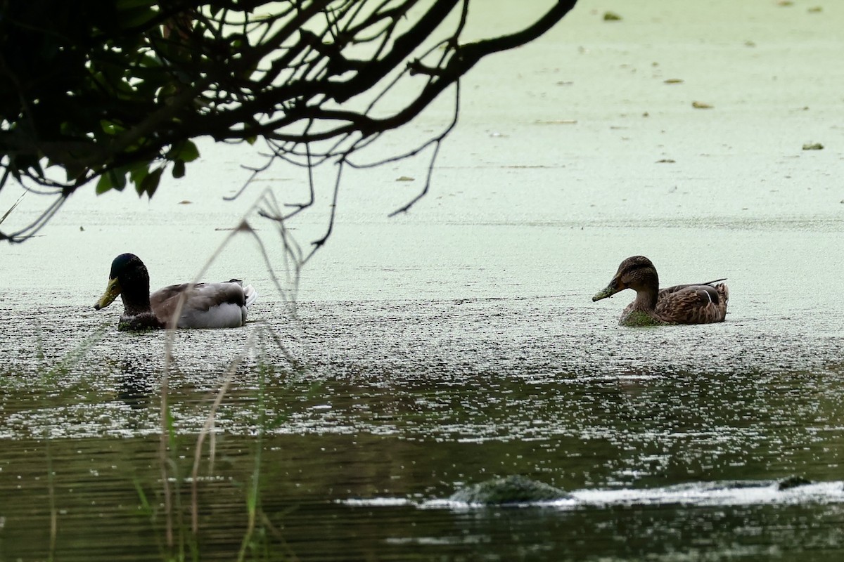 Mallard - ML643580357