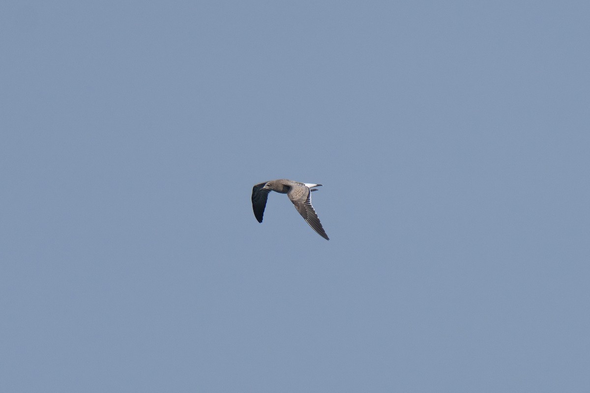 Mouette atricille - ML643580361