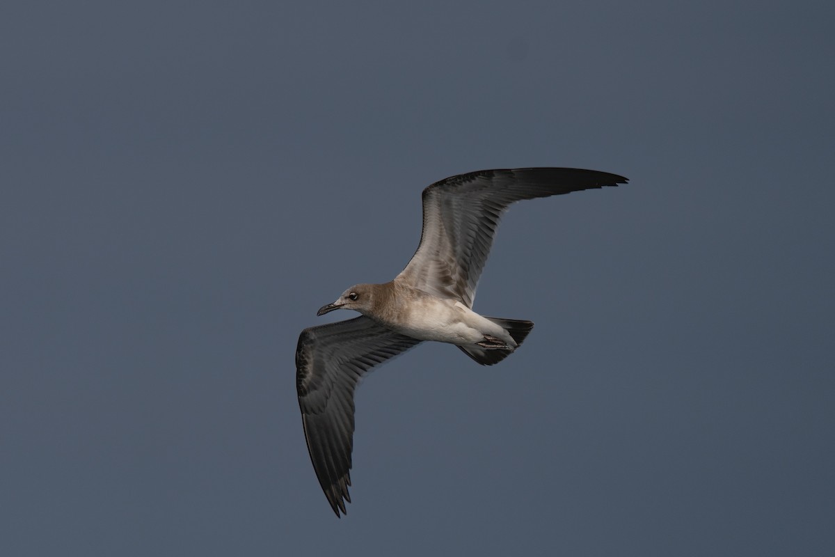 Mouette atricille - ML643580362