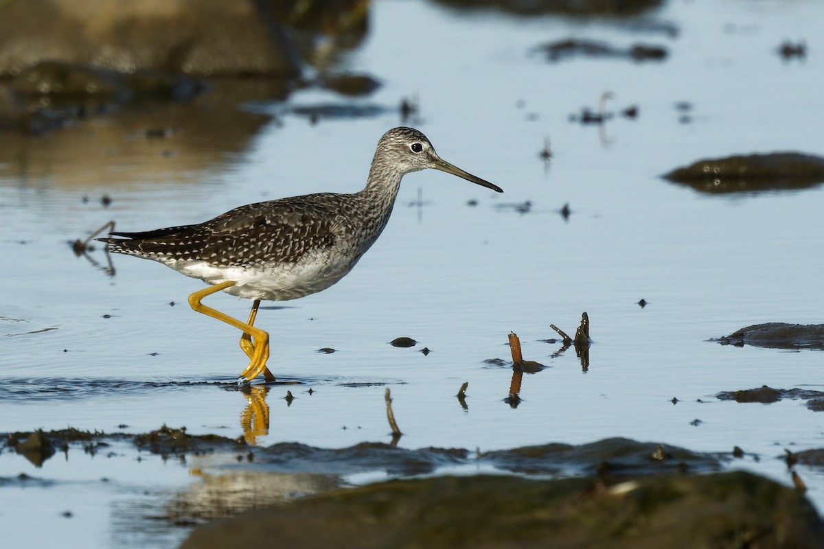 plystresnipe - ML643580364